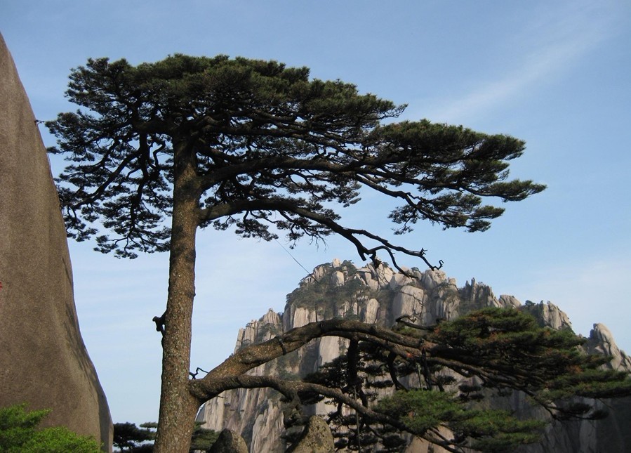 黄山奇松