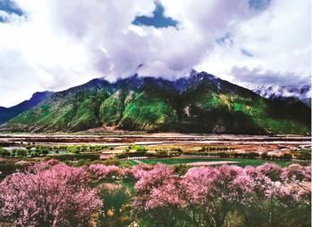 林芝桃花文化旅游节